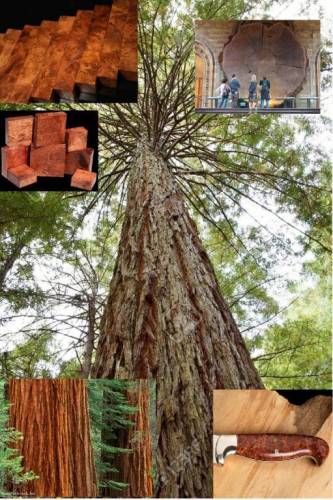 magyar kések redwood fa